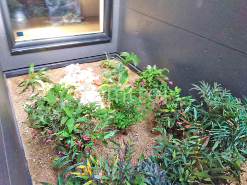 下草 植栽