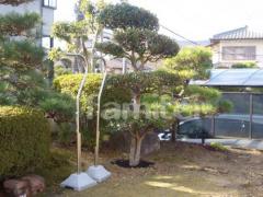 植栽 植込み後