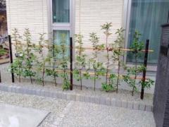 ���� ��åɥ��ӥ�