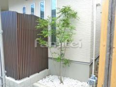 シンボルツリー シマトネリコ 常緑樹 植栽