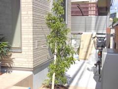 シンボルツリー ホンコンエンシス 常緑樹 植栽