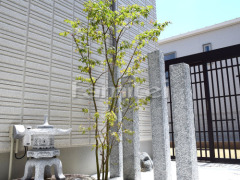 ����ܥ�ĥ꡼ �����ϥ�ߥ� ���ռ� ���� ���� ��϶ �ٵ��ʼ���