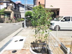 シンボルツリー シマトネリコ