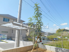 シンボルツリー シマトネリコ 常緑樹 植栽