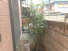 シンボルツリー シマトネリコ