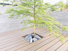 シンボルツリー イロハモミジ 落葉樹 植栽