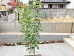 シンボルツリー シマトネリコ
