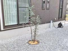 ����ܥ�ĥ꡼   ���ޥȥͥꥳ 
