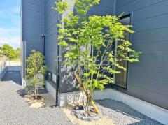 シンボルツリー イロハモミジ 落葉樹 植栽