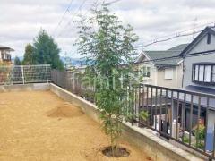 シンボルツリー シマトネリコ