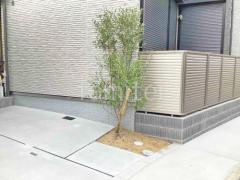 シンボルツリー オリーブ 常緑樹 植栽