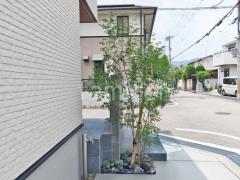 シンボルツリー 落葉樹 アオダモ 植栽