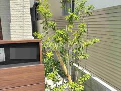 シンボルツリー ソヨゴ 常緑樹 植栽