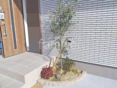 シンボルツリー オリーブ 常緑樹 植栽
